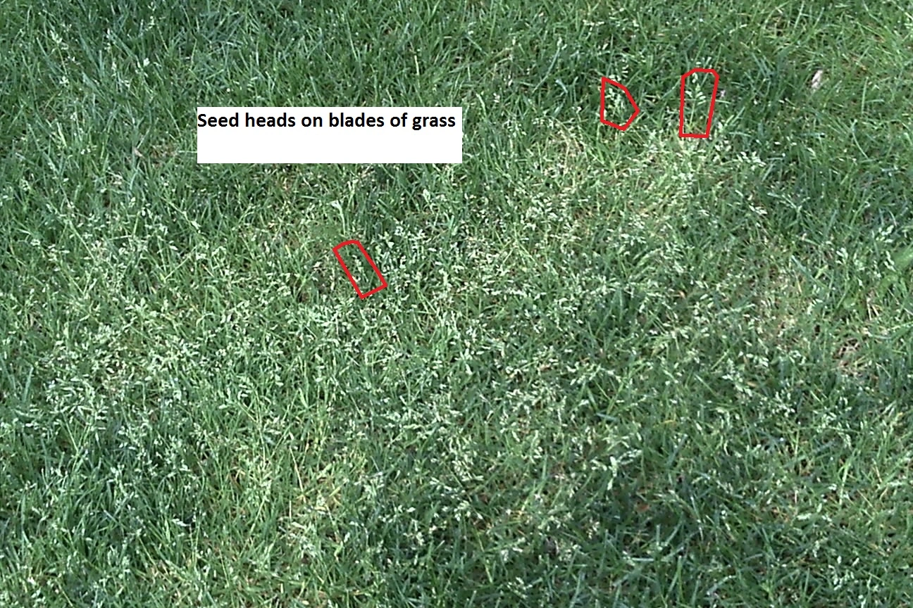 Grass Going to Seed