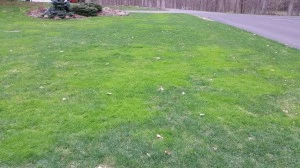 Patchy lawns
