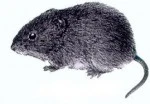 Vole Control - Tuff Turf Molebusters | Animal Control