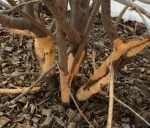 Vole Damage This Winter