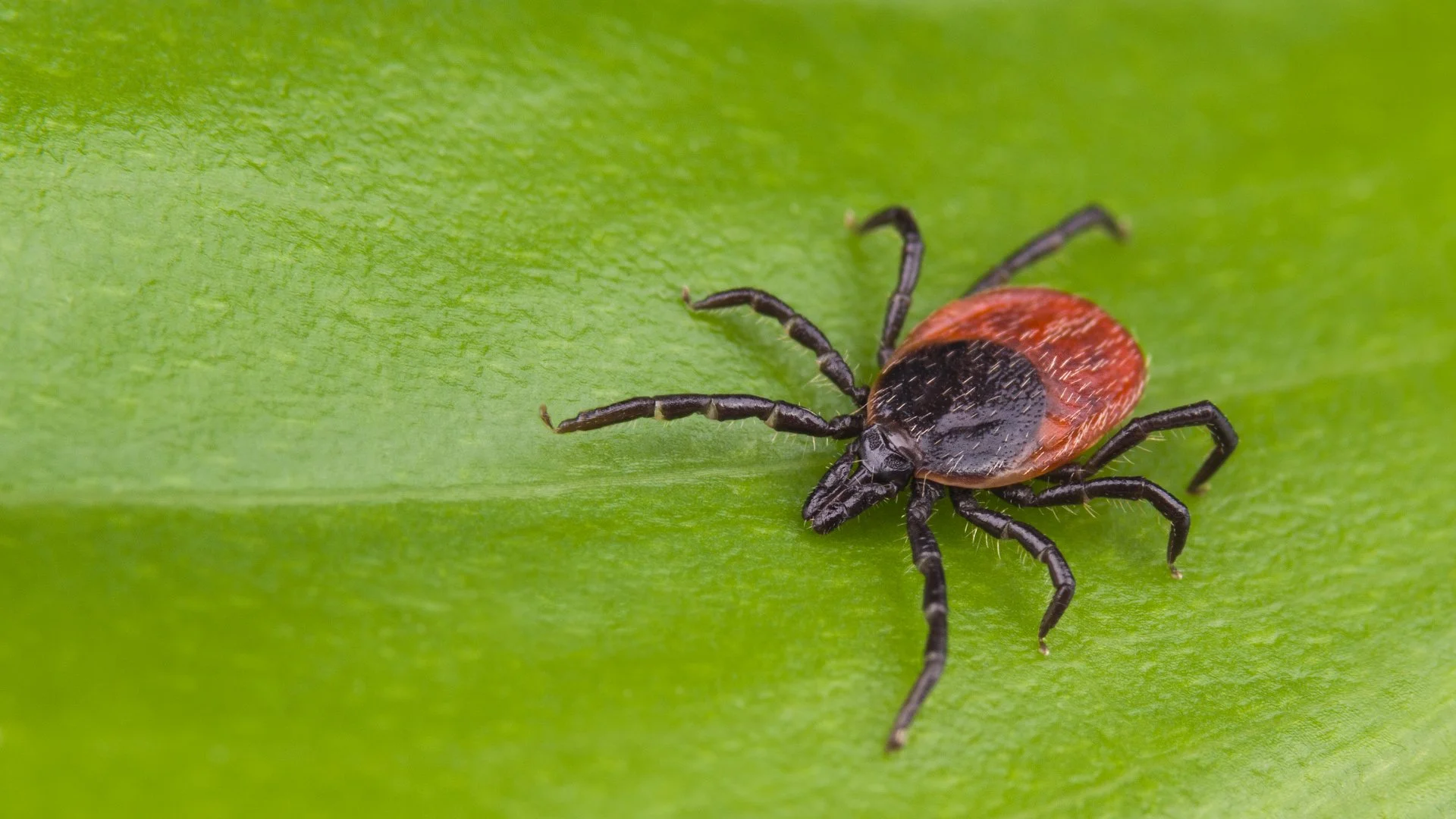 3 Proactive Measures You Can Take To Protect Yourself From Ticks