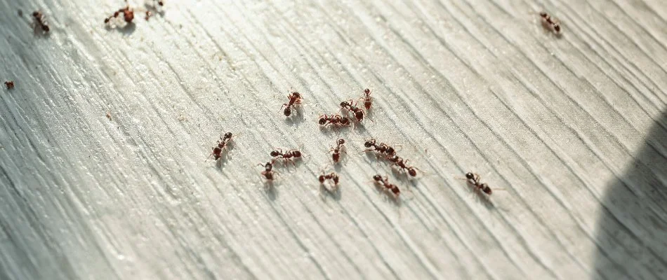 Ants on a floor in South Haven, MI.