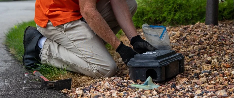 Bait station being set up in a rock landscape in Parchment, MI.