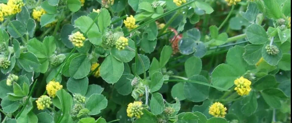 Black medic weed with green leaves and yellow flowers in Grand Rapids, MI.