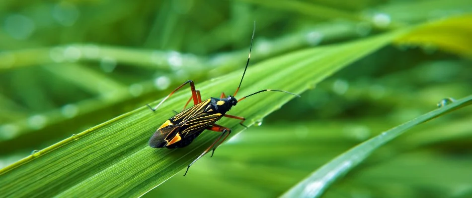 Yellow and black chinch bug on grass in Grand Rapids, MI.