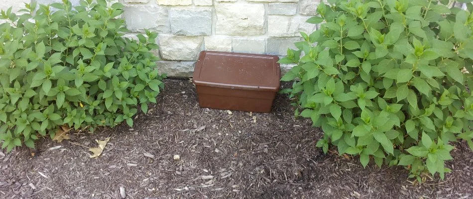 Brown bait station between landscape plants in Oshtemo Charter Township, MI.