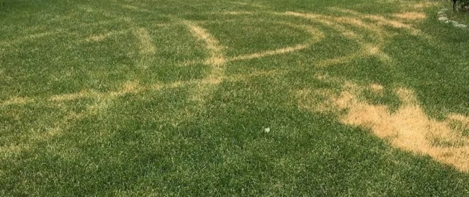 Ascochyta leaf blight diseases on a lawn in Grand Rapids, MI.