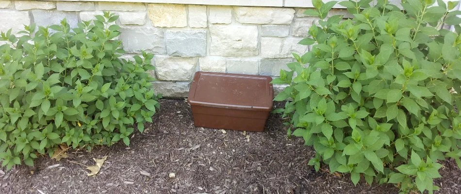 Brown trap station in a landscape along a house in Cannon Township, MI.
