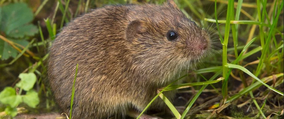 Brown vole in vegetation in Comstock Park, MI.