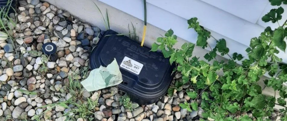 Chipmunk trap next to house in Lowell Charter Township, MI.