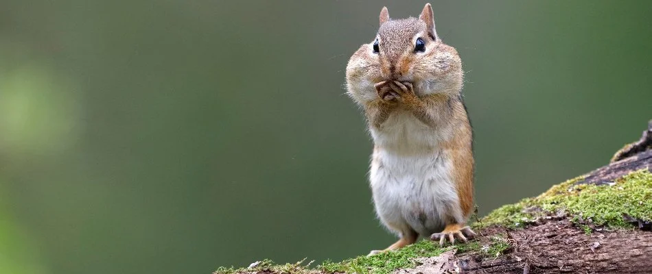 Chipmunk in Grand Rapids Charter Township, MI.