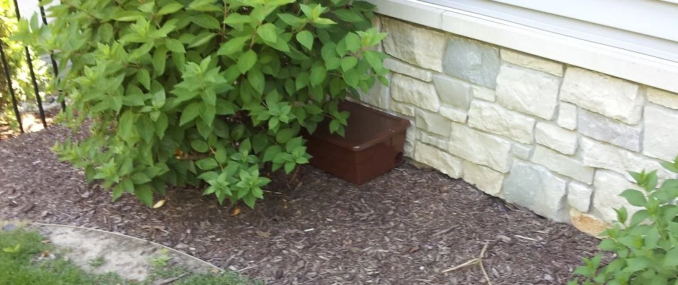 Chipmunk trap station behind a shrub in Grand Rapids, MI.