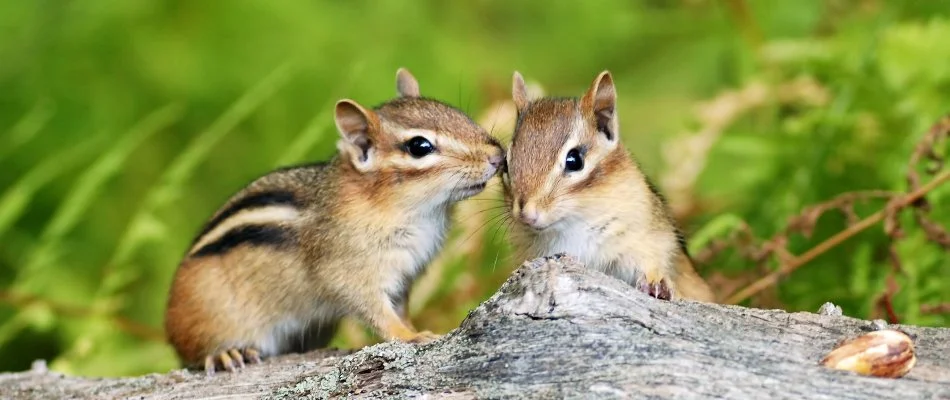 Chipmunks on a log in Grand Rapids, MI.