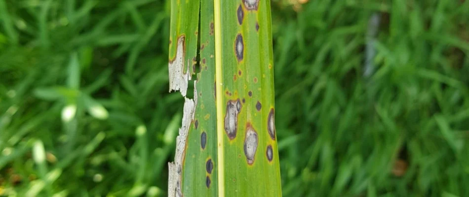 Leaf spot disease on a blade of grass in Grand Rapids, MI.