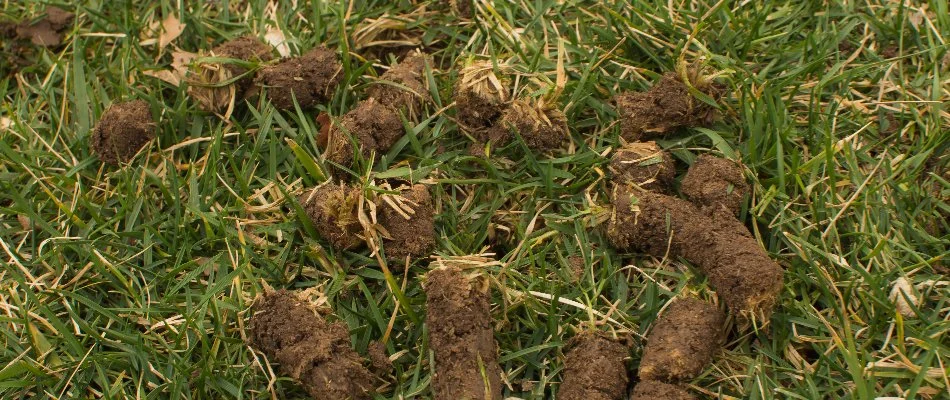 Cores of soil on grass in Grand Rapids, MI, after core aeration.