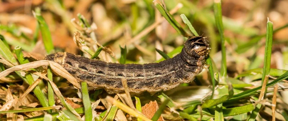 Cutworm eating grass on a lawn in Grand Rapids, MI.