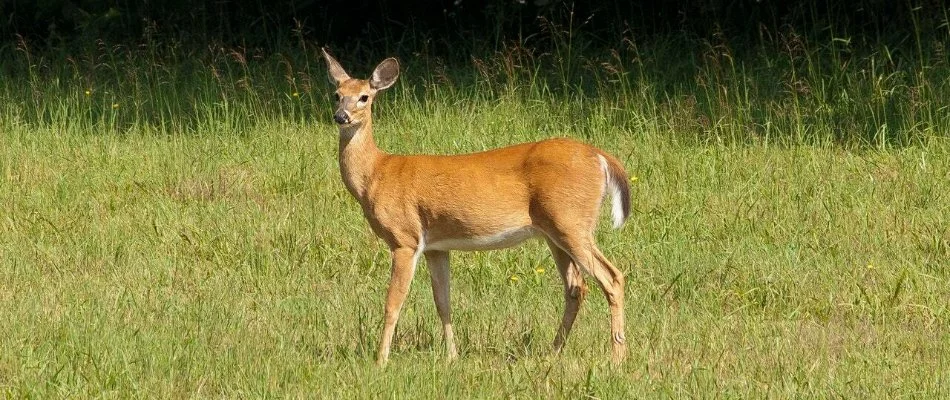 Deer in a yard in Grand Rapids, MI.