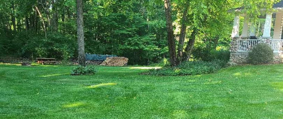 Dense green lawn in West Michigan with slender trees.