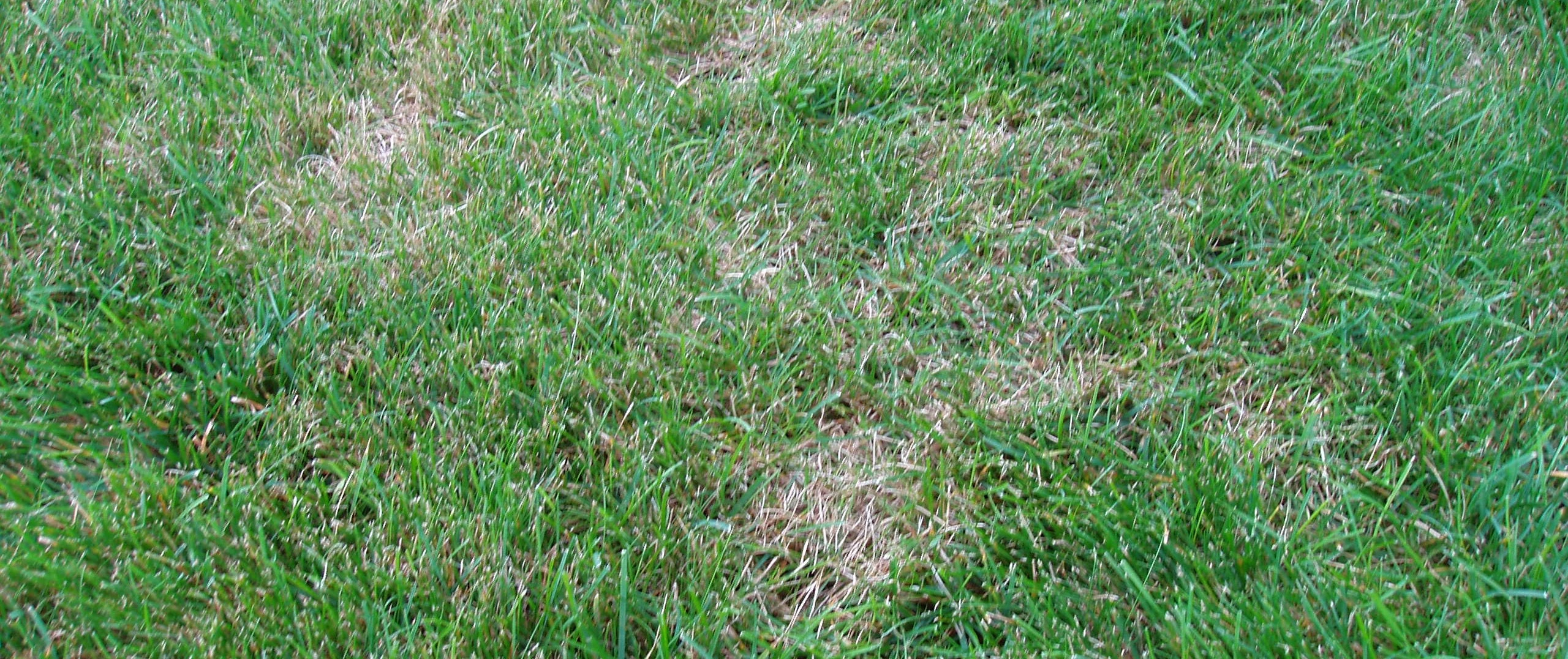 Dollar spot disease on a lawn in Grand Rapids, MI.