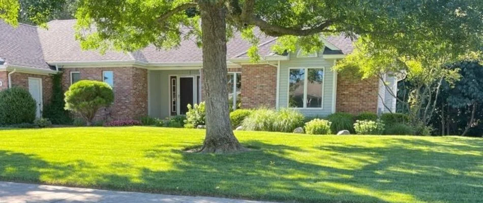 Fertilized green grass in Walker, MI, with a large tree.