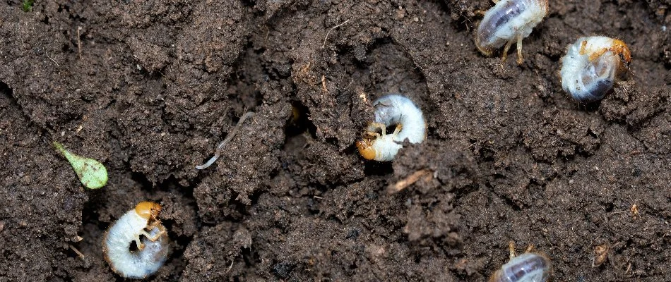 Four white grubs on soil.