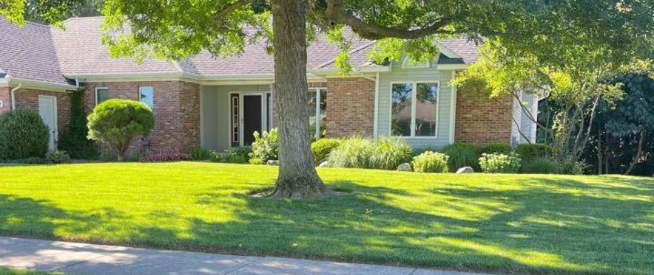 Lawn with large tree in Otsego, MI.