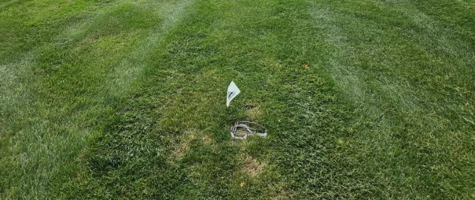 Green lawn in Hamilton, MI, with a mole trap.