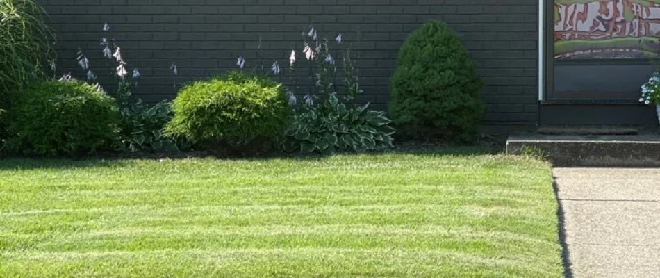 Lawn with plants in Galesburg, MI.