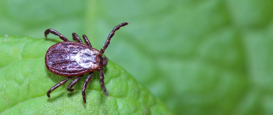 Green leaf in West Olive, MI, with a tick.