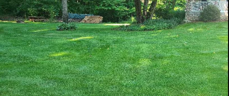 A healthy front lawn in Belding, MI.