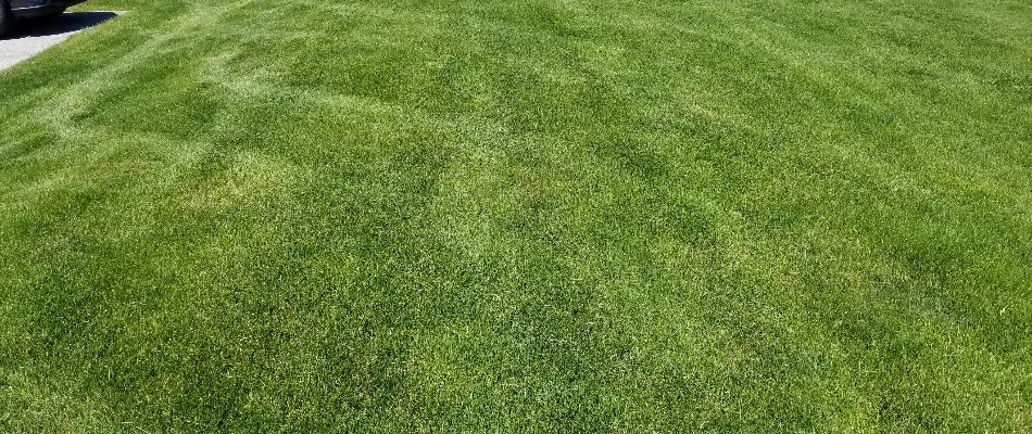 Healthy, green lawn in Paw Paw, MI.