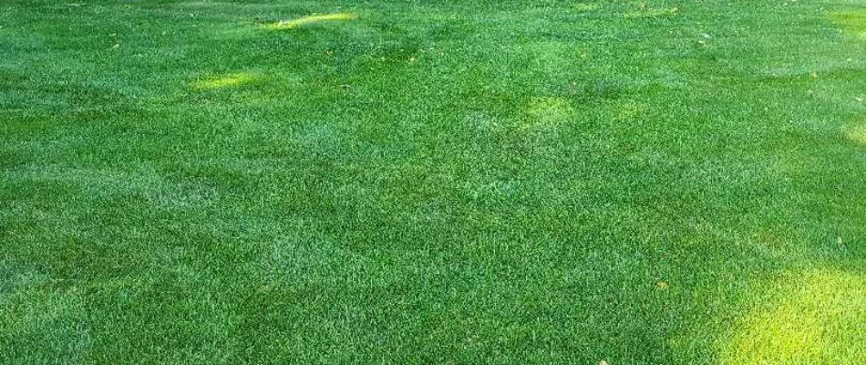 A healthy, vibrant green lawn in Saugatuck, MI.