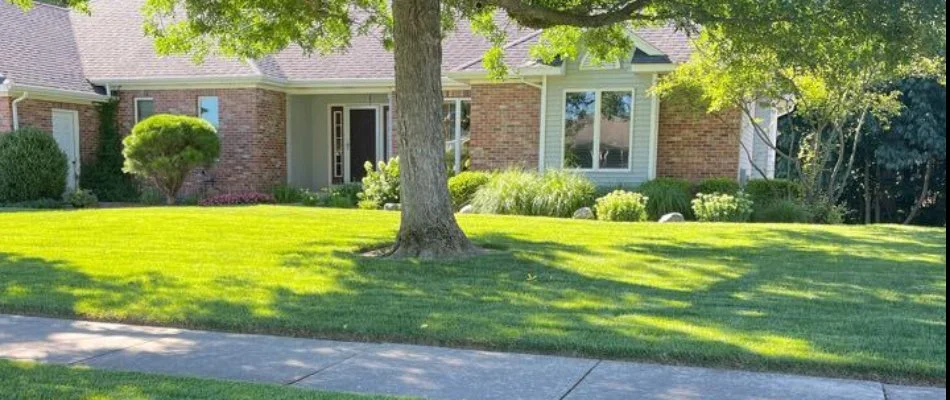 A large tree on a green lawn in Cannon Township, MI, with a house and landscape.