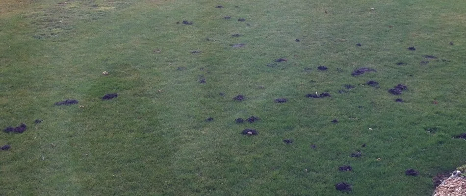 Lawn in Wayland, MI, with mole damage.