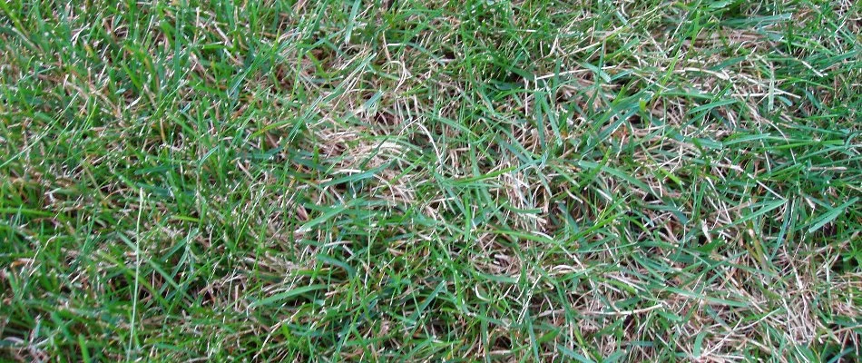 Lawn in Grand Rapids, MI, infected with dollar spot.