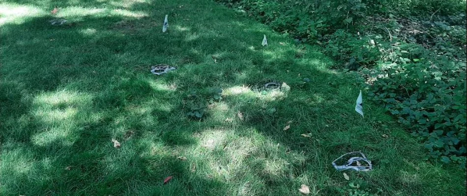 Lawn near woods in Paw Paw, MI, with mole traps.