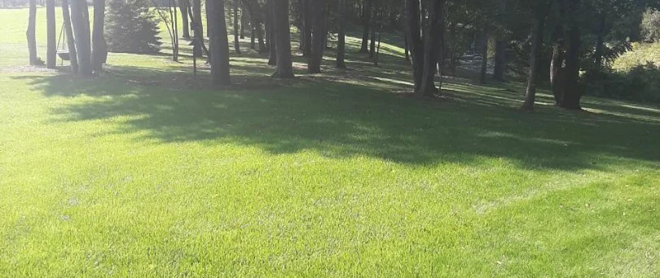 Lawn with a lot of trees in Lowell, MI.