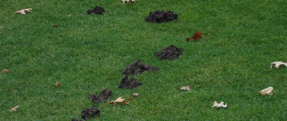 Lawn in Alto, MI, with mole mounds.