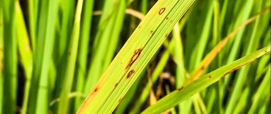 Leaf spot disease on blades of grass in West Michigan.