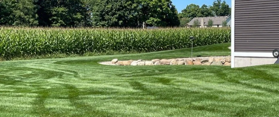 Lush green grass in Holland, MI, with shrubs near a house.