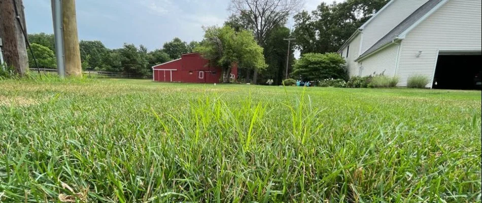 A lush green lawn with a clear view of surrounding trees and a red barn, creating a serene outdoor setting in Grand Rapids, MI