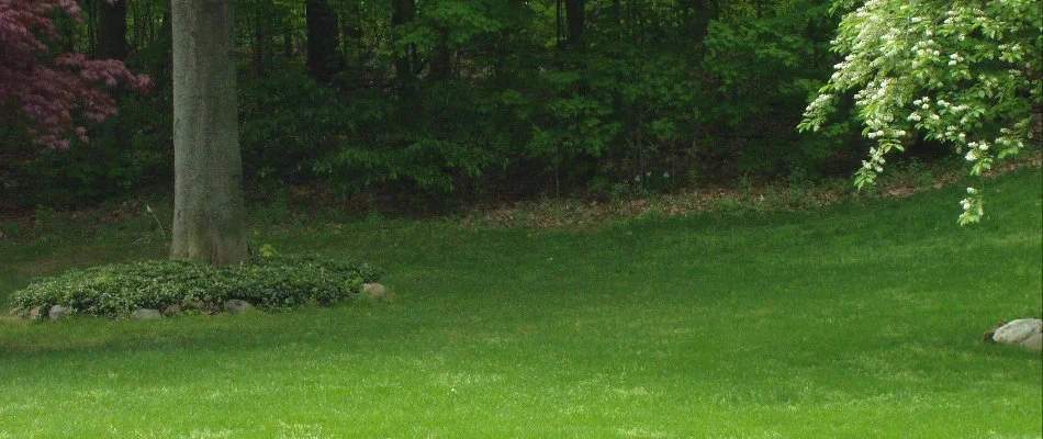 Vibrant green lawn with trees and landscape in Grand Rapids, MI.