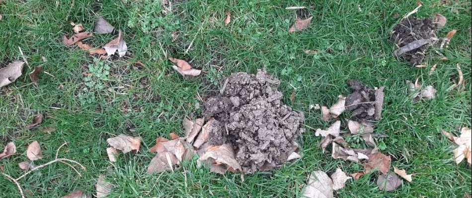 Mole damage on a lawn in Plainfield Charter Township, MI.