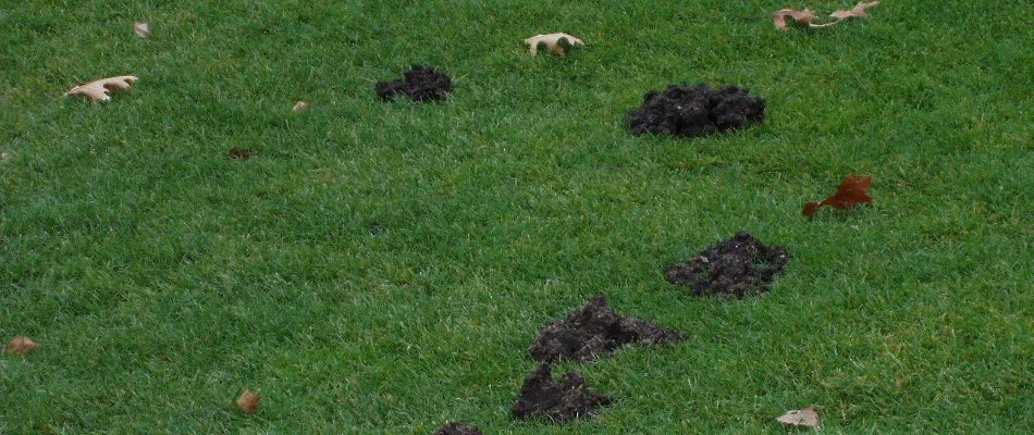 Mole damage on a lawn in Holland, MI.