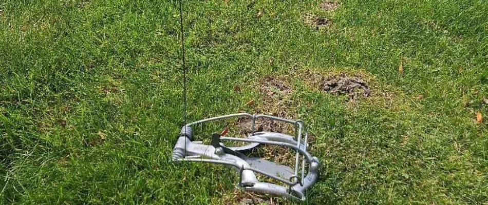 Mole trap and mole hill on lawn in Otsego, MI.