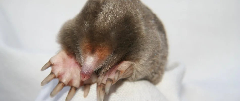 Mole from a lawn in Grand Rapids, MI.
