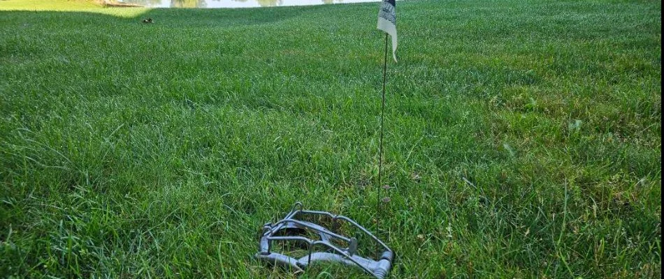A mole trap in grass with a flag in Grand Rapids, MI.