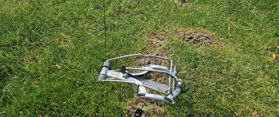 Mole trap on grass in Allendale Charter Township, MI.