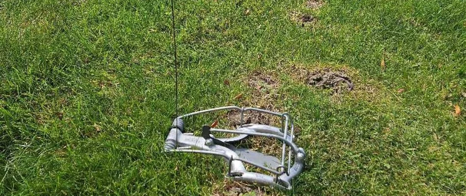 Mole trap on a lawn in Fruitport Charter Township, MI.