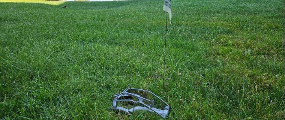 Mole trap on a lawn in Grand Haven, MI.